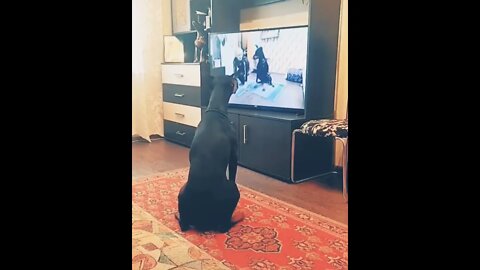 Training Session / Funny video #Nashvi #dog #shorts