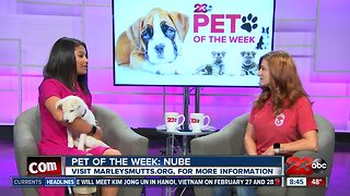 Pet of the Week: Husky puppy Nube