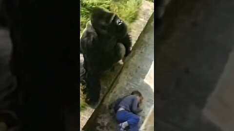 Gorilla SAVES Boy