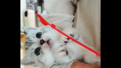 soo cute kitten playing