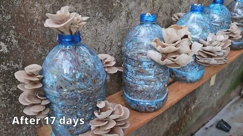 If You Have A Plastic Bottle At Home You Can Grow Mushrooms In It