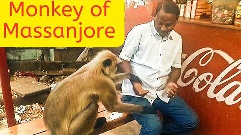 Monkey Massanjore jharkhand#massanjore_dumka