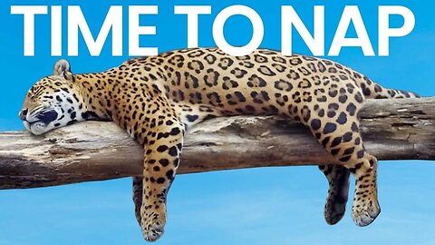 Take a Nap: The Essential Guide to Your Innate Superpower