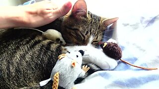 Playful Cat Loves His Toys