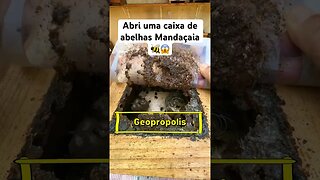 Abri uma caixa de abelhas Mandaçaia 🐝😱 #Shorts