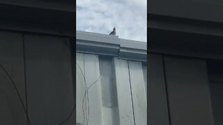 Bird On Wall