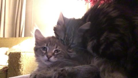 Kitten confuses brother's ear for milk source