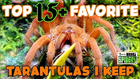 My TOP 15+ Favorite Tarantulas...for Now