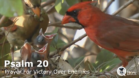 PSALM 020 // PRAYER FOR VICTORY OVER ENEMIES
