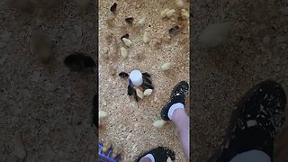 I got 250 baby chickens for my Homestead!!!