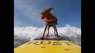 Rusty, o famoso cão surfista das praias de San Diego