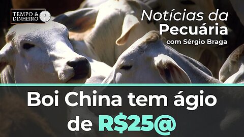 Boi China tem ágio de RS$25@. Atenção para entrada de fêmeas e clima mais seco.