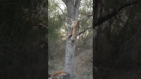 Leopard taking its kill into a tree before a hyena gets to it #wildlife #leopard