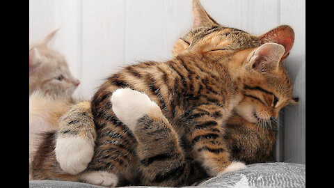 A kitten plays with its mother cat