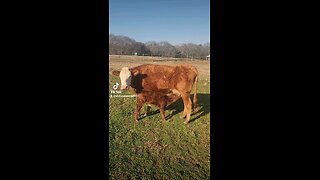 Momma cow feeding baby bull calf.