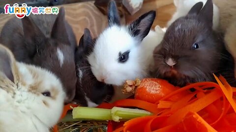 Animal funny video collection, cute pet hilarious collection! happy moment