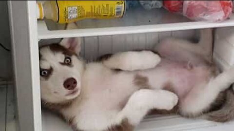 Cachorro dorme em geladeira para fugir do calor!