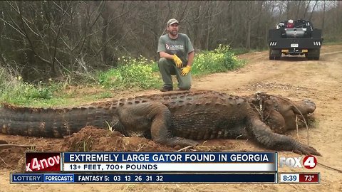 Extremely large gator found in Georgia