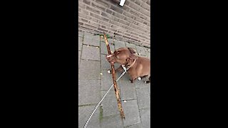 Pit Bull carries big stick during her walk