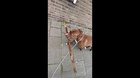 Pit Bull carries big stick during her walk