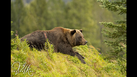 (4K) The Great State of Alaska: Highlights by Lucero