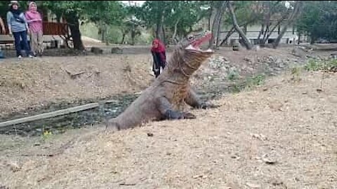 Dragão-de-Komodo impressionada turistas na Indonésia