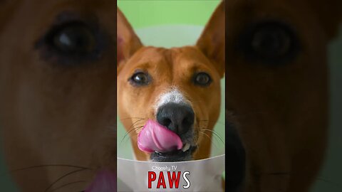🐶 #PAWS - Collard Doggy 🐾