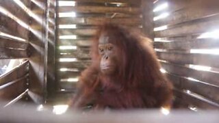 Orangutan freed after living in tiny box