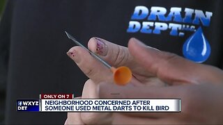 Wild animals found dead with metal darts in St. Clair Shores
