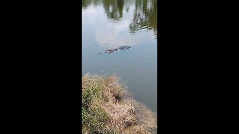 Florida Alogator Wants Snack