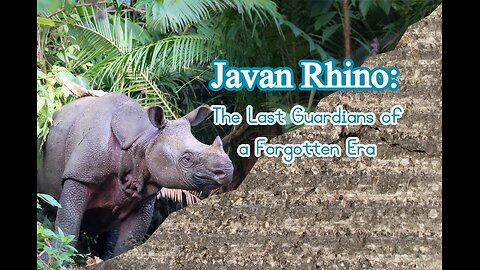 Javan Rhino: The Last Guardians of a Forgotten Era