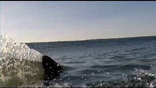 Hvithai svømmer farlig nær surfer i California
