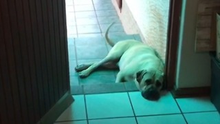 Mastiff eagerly wags tail upon owner's demand