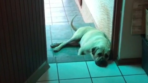 Mastiff eagerly wags tail upon owner's demand