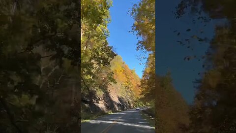 Black Bear and Autumn Foliage - Fall on the Blue Ridge Parkway #shorts