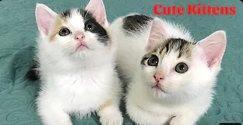 Cute Kittens - Funny and Cute Cat Videos Compilation 2024