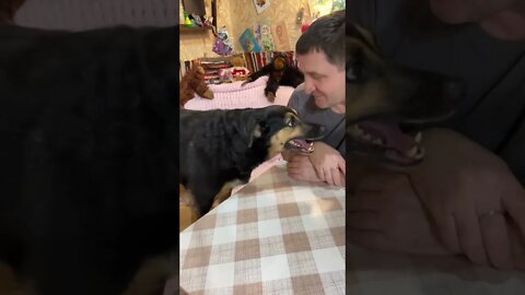 #shorts Смешные Собаки Из Тик Тока 168 Funny Dogs From Tiktok