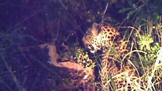 Leopard Feeding - Impala Meal