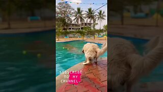 Puppy goes from Scared to Confident Pool Diving #shorts #ytshorts