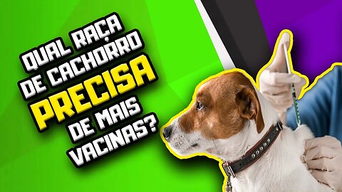 ESSA RAÇA de Cão precisa receber MAIS DOSES DE VACINA que as outras? Fatos sobre vacinação de Cães