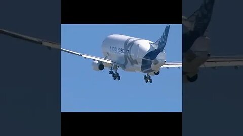 Watch This Flying Whale From Airbus - A330 BelugaXL Transporter