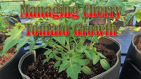 Managing Cherry Tomato Growth Up a Trellis