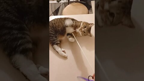 Cat Playing on Counter