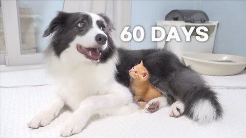 Rescued Tiny Kitten Grows Up Believing He's a Big Dog | Day 1 to 60