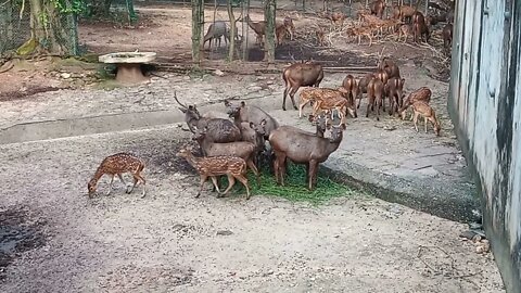 Deer family🥰