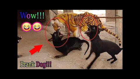 Wow Nice Dog!!! Fake Tiger Prank Dog Run So Very Funny Try To Stop Laugh Challenge Pranks|