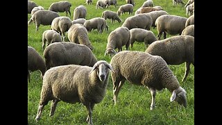 7th End-Time PARABLE - The Sheep and Goats