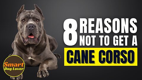 8 Reasons Why You SHOULD NOT Get a Cane Corso | Dog Training Program