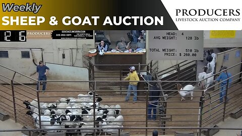 12/5/2023 - Producers Livestock Auction Company Sheep & Goat Auction