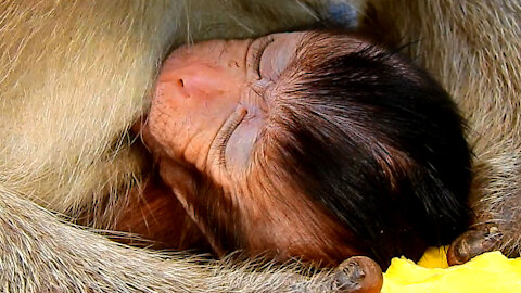 Mama Monkey suckles Her New Baby